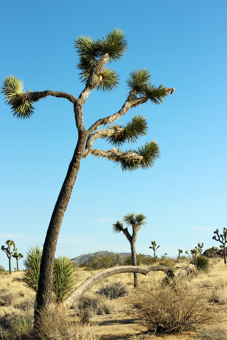 Joshua-tree-road-trip-blogger-photo-diary-chicdisheveled