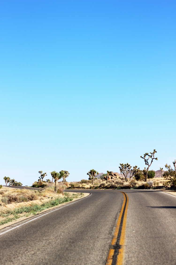 Scenery-Joshua-Tree