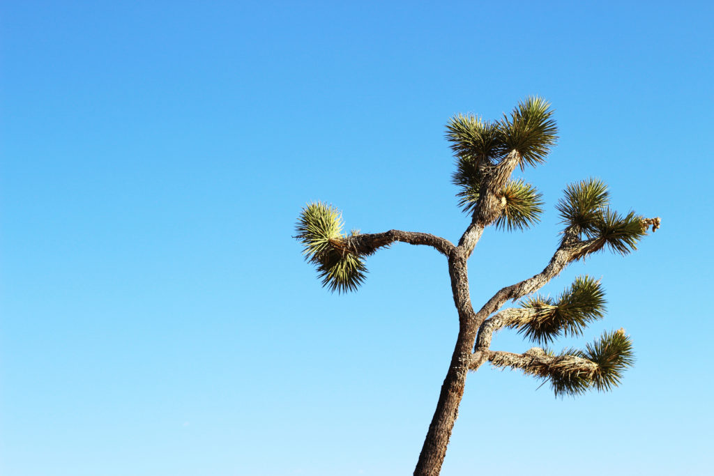 joshua-tree-photo-diary-chicdisheveled