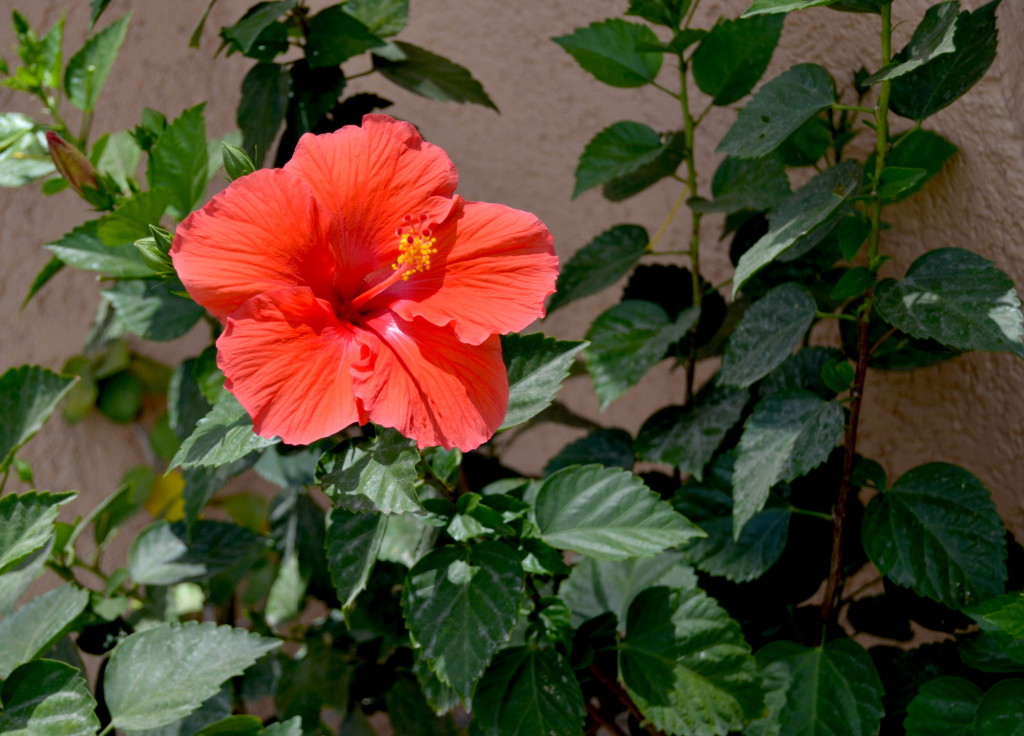 Hibiscus_Flower_Los_Cabos